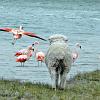 Sheep making friends with a flock of Chilean Flamingoes, Chacabuco Valley - Patagonia